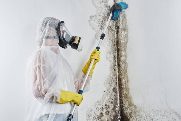 Best Certified Mold Removal  in New Baltimore, MI