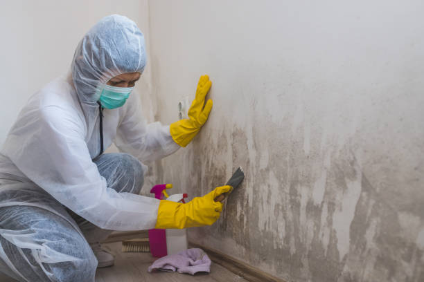 Best Certified Mold Removal  in New Baltimore, MI