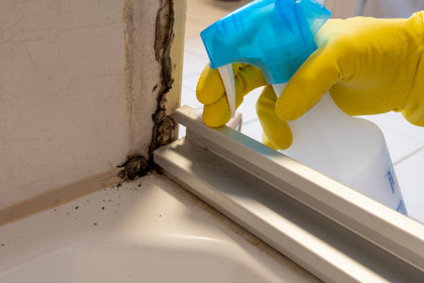 Best Crawl Space Mold Removal  in New Baltimore, MI