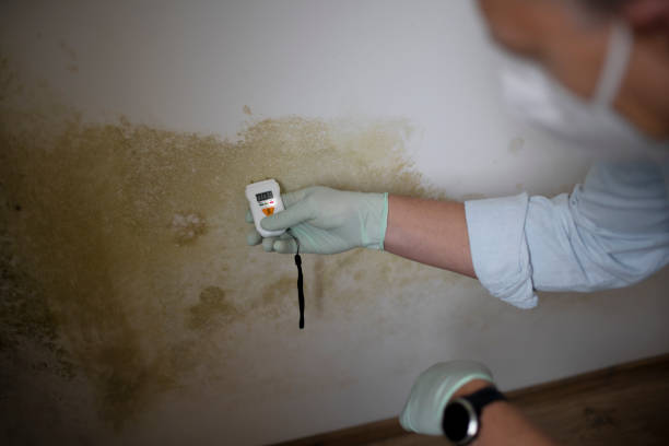 Best Mold Testing and Removal  in New Baltimore, MI