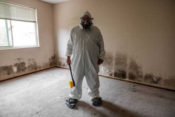 Best Local Mold Removal Service  in New Baltimore, MI