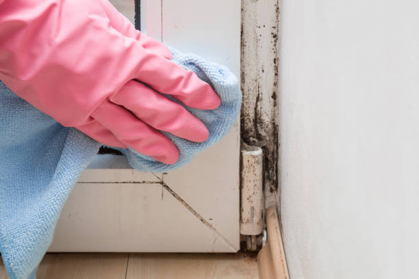 New Baltimore, MI Mold Removal Company